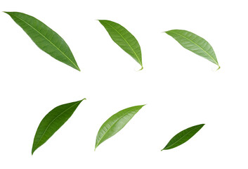 Leaves of the Lonicera japonica plant, a very popular ornamental plant in Vietnam. Real Shooting