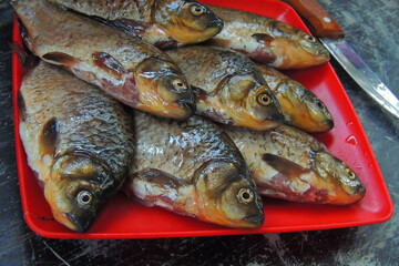 fresh fish carp
