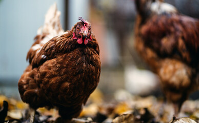 Chickens on fallen leaves in the aviary. Brown chickens walk on a pile of dry leaves in an aviary on an autumn day on a farm