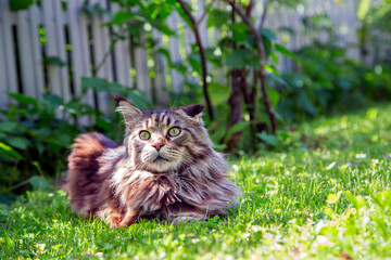 Naklejka na ściany i meble A young cat is lying on the green grass.Horizontally.Vertically.