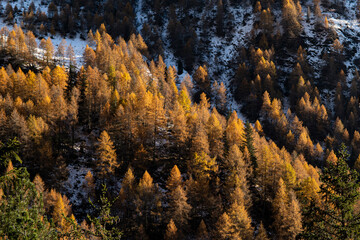 Mountain view with orange larches trees foliage in late autumn, with snow on a sunny day. Val Masino, Lombardy, Italy. Background or wallpaper.