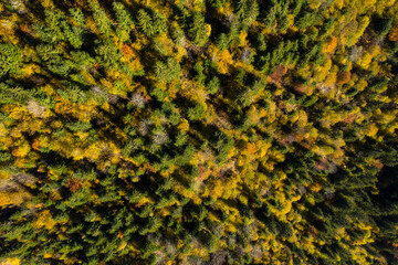 Aerial background of colorful autumn forest canopy