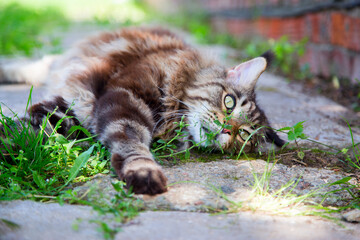 A young cat is lying on the green grass.Horizontally.Vertically.