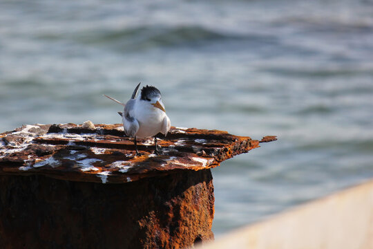 A Lesser Crested Tern on a jetty