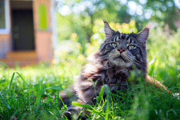 A young cat is lying on the green grass.Horizontally.Vertically.