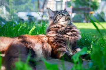 A young cat is lying on the green grass.Horizontally.Vertically.