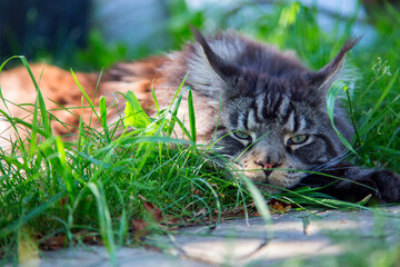 A young cat is lying on the green grass.Horizontally.Vertically.