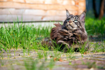 A young cat is lying on the green grass.Horizontally.Vertically.