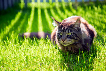A young cat is lying on the green grass.Horizontally.Vertically.