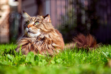 A young cat is lying on the green grass.Horizontally.Vertically.
