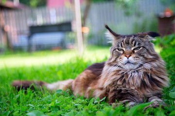 A young cat is lying on the green grass.Horizontally.Vertically.