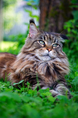 A young cat is lying on the green grass.Horizontally.Vertically.