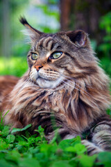 A young cat is lying on the green grass.Horizontally.Vertically.