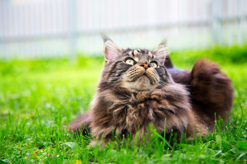 A young cat is lying on the green grass.Horizontally.Vertically.