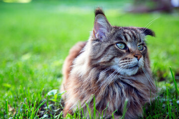 A young cat is lying on the green grass.Horizontally.Vertically.