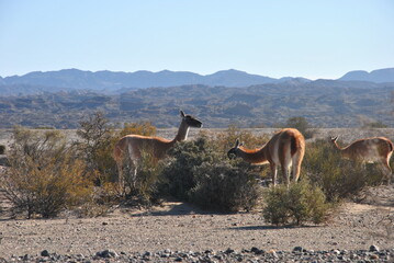 Guanacos surpris dans des buissons du désert de La Rioja