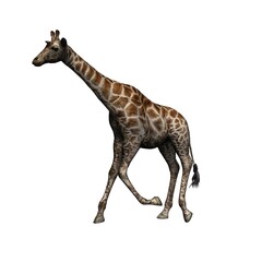 Wild animals - giraffe - isolated on white background - 3D illustration