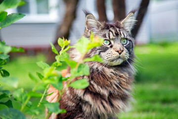 A young cat is lying on the green grass.Horizontally.Vertically.
