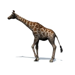 Obraz na płótnie Canvas Wild animals - giraffe with shadow on the floor - isolated on white background - 3D illustration