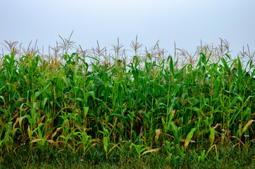 Corn field. Growing corn for silage production