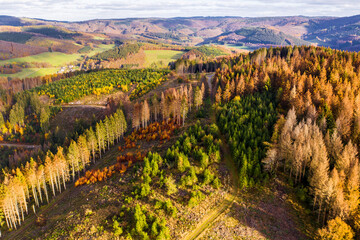 mixed forest hills in autumn from above