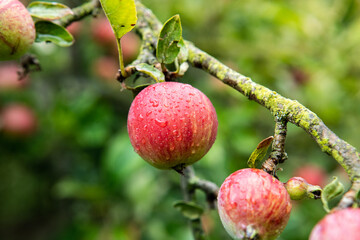 dojrzewające jabłko, ripening apple