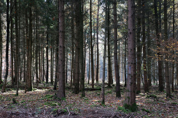Trunks of trees in a coniferous forest
