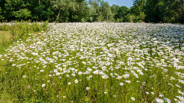 field of daisy flowers