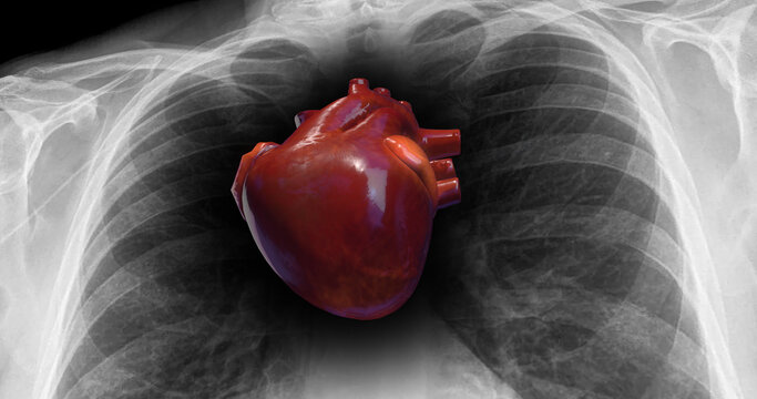 Human Heartbeat Inside Of X-Ray. Heart Pumping Blood. Science And Health Related 3D Illustration Render