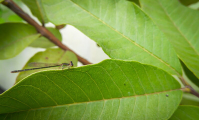 close up of a leaf pattern, nature photography