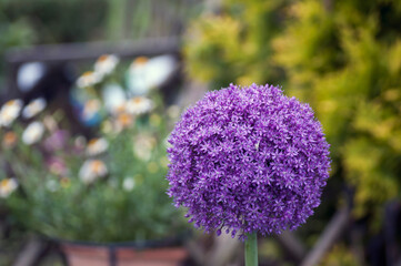 Obraz premium decorative garlic in the garden