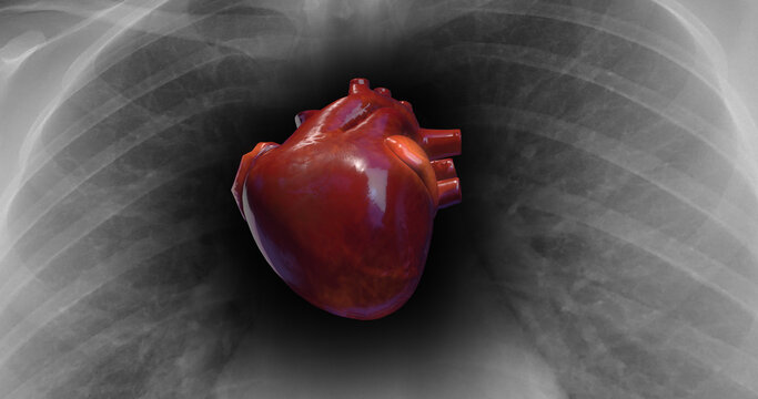 Healthy Human Heart Is Beating. X-Ray Skeleton On Background. Science And Health Related 3D Illustration Render