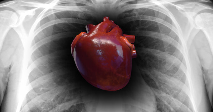 Close Up Healthy Human Human Heart Is Beating. X-Ray Skeleton. Science And Health Related 3D Illustration Render
