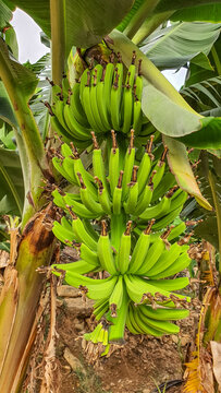 Banana plant on tropical place