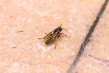 Wasp resting on the stone wall.