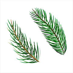 handdrown evergreen branches, vector file eps 10