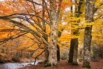 Obraz premium Beech forest in autumn near the town of Montejo de la Sierra in Spain. It is the southernmost beech forest in Europe.
