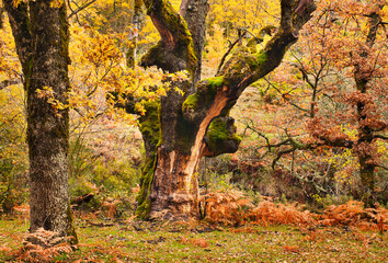 Beech forest in autumn near the town of Montejo de la Sierra in Spain. It is the southernmost beech forest in Europe.
