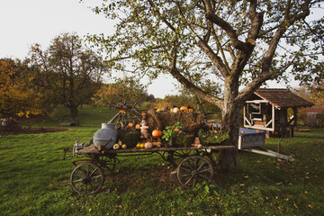 Still life on a meadow with pumpkins in autumn