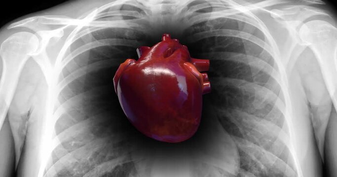 Human Heart Beat Anatomy. X-Ray Skeleton On Background. Science And Health Related 3D Animation.