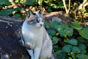 見る猫　石　秋　いなか