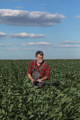 Farmer or agronomist in green soybean field examining crop using tablet, soy field in spring
