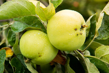 dojrzewające jabłko, ripening apple