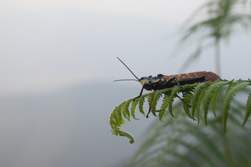 A close-up photo of a grasshopper playing on the grass