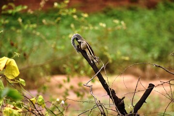 Cute young squirrel climbing on a branch to attacked his prey.