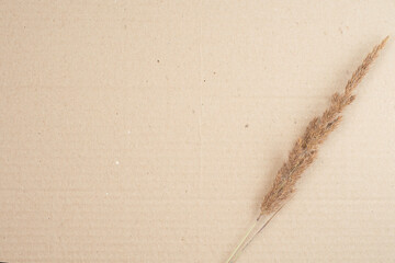 Dry branch of grass on cardboard.