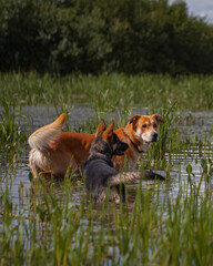 two dogs in water