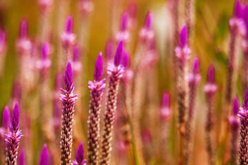 chainese wool flower magenta color is an herb with many properties