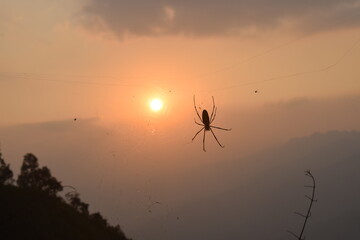 Photo of spiders and nets taken at sunset or Photo of sunset with spider and spider wives