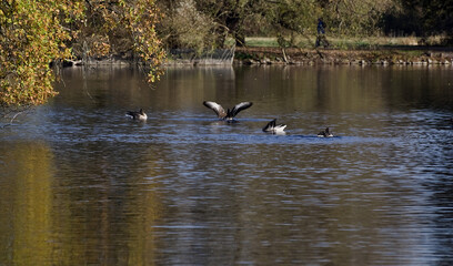 herbstliches Treiben am See